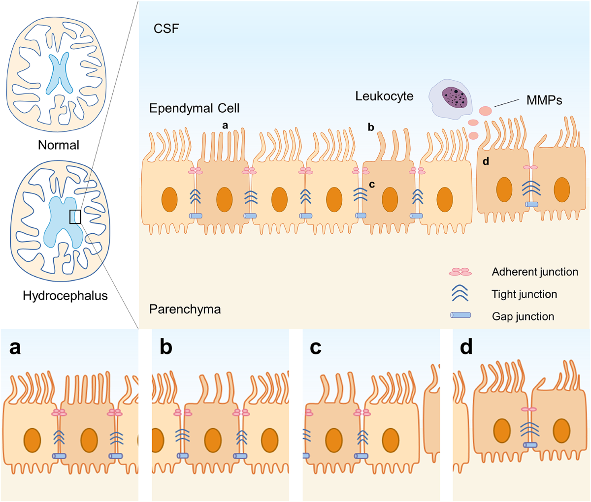 <p>They act as a physical barrier separating brain tissue from cerebrospinal fluid (CSF).</p><p>They regulate osmotic balance of cerebrospinal fluid.</p><p>They assist in the flow of cerebrospinal fluid and direct cell migration during brain development.</p>