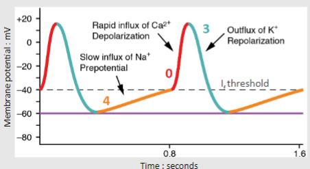 <p>-The membrane repolarizes below the If threshold(approx. − 40mV)</p><p>-This is not a genuine resting potential because it is unstable.</p><p>-At around -50mV an Na+ channel is activated, causing Na+ influx and slow depolarisation</p>