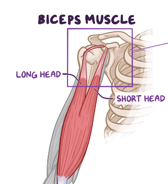 <p>The short head of the biceps muscle attaches to </p>