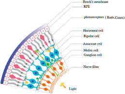 <p><strong>Bipolar cells:</strong> Connect photoreceptors to ganglion cells.</p><p><strong>Horizontal cells:</strong> Integrate signals across photoreceptors for contrast.</p><p><strong>Amacrine cells:</strong> Modulate signals in the ganglion and bipolar layers.</p>