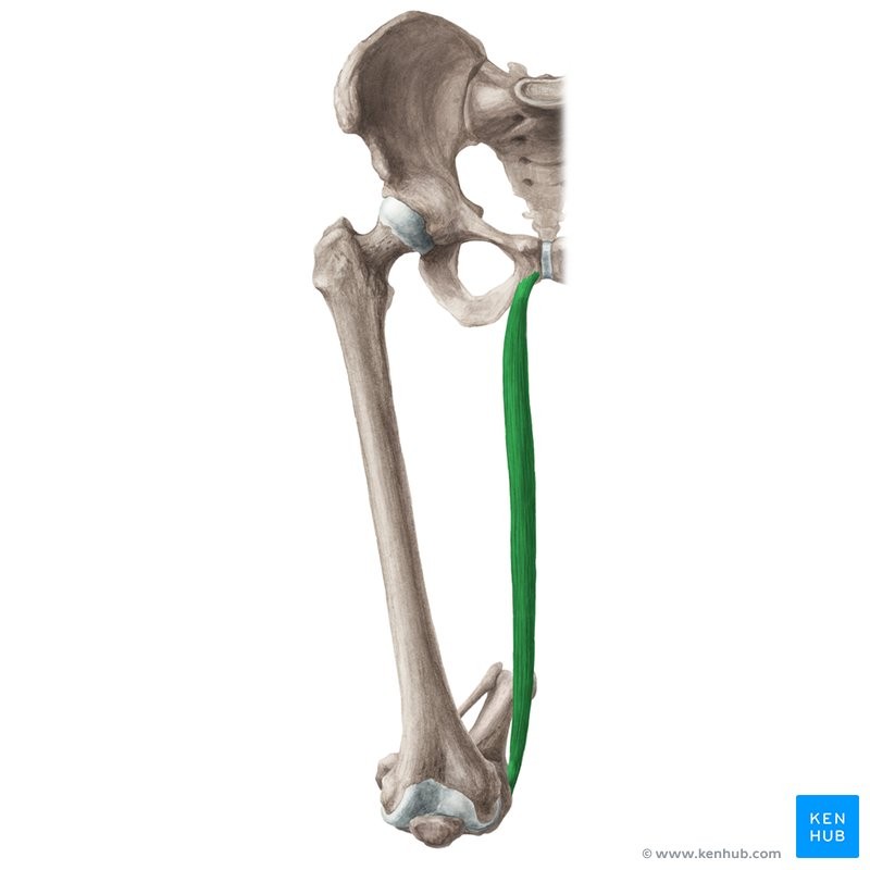 <p>PMA</p><p>Pubic bone</p><p>Medial surface of tibia</p><p>Adducts thigh; flexes knee</p><p>Knee/hip</p>