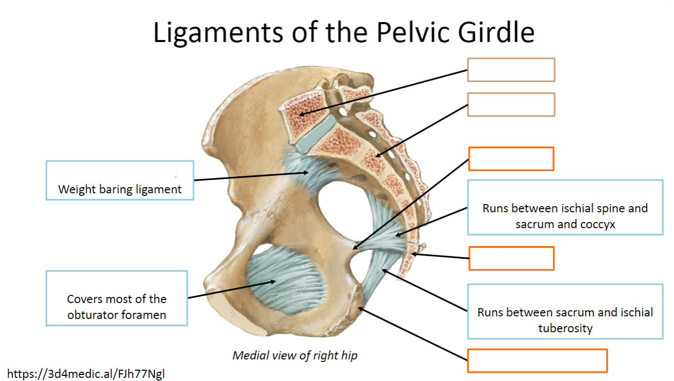 <p>Label the ligaments of the Pelvic Girdle (9)</p>