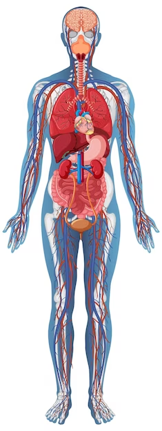 <p><u>✿ Systemic Anatomy:</u></p><p>Systemic anatomy is the study of the body based on the individual organ systems, such as the respiratory system, digestive system, or nervous system. It focuses on examining each system separately and understanding how its components work together to carry out specific functions.</p>