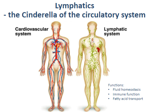 <p><strong>Fluid homeostasis</strong>: Maintains balance by returning excess interstitial fluid to the bloodstream.</p><p><strong>Immune function</strong>: Filters pathogens and supports immune responses.</p><p><strong>Fatty acid transport</strong>: Absorbs fats and fat-soluble vitamins from the digestive tract.</p>