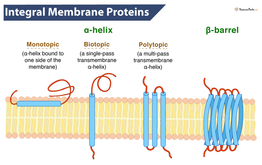 <p>• Be Single or multi pass</p><p>• Have Strong non-covalent bonds</p><p>• Have Trans-membrane domains, often an a-helix</p>