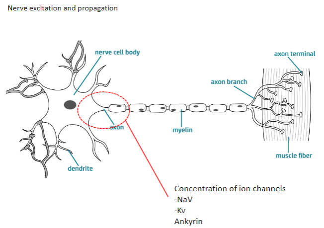 <p><strong>NaV channels</strong>: Allow sodium ions to flow into the neuron, causing depolarization.</p><p><strong>Kv channels</strong>: Allow potassium ions to flow out, causing repolarization.</p><p>Both channels work together to generate action potentials and propagate them along the axon.</p><p><strong>Ankyrin</strong>: A protein that anchors ion channels to the cell membrane, ensuring proper function.</p>