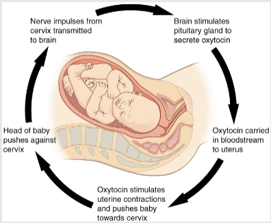 <p>Describe the positive feedback mechanism involved in the control of uterine contractions during labor by oxytocin. (4)</p>