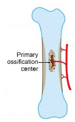 <p><strong>Osteoprogenitor cells</strong> and <strong>blood vessels</strong> invade the calcified cartilage matrix from the <strong>periosteum</strong>.</p><p>These cells proliferate and differentiate into <strong>osteoblasts</strong>.</p><p>Osteoblasts begin laying down <strong>bone matrix</strong>, forming bone in the <strong>resorption zone</strong>.</p><p>The calcified cartilage is gradually replaced by <strong>bone tissue</strong>.</p>