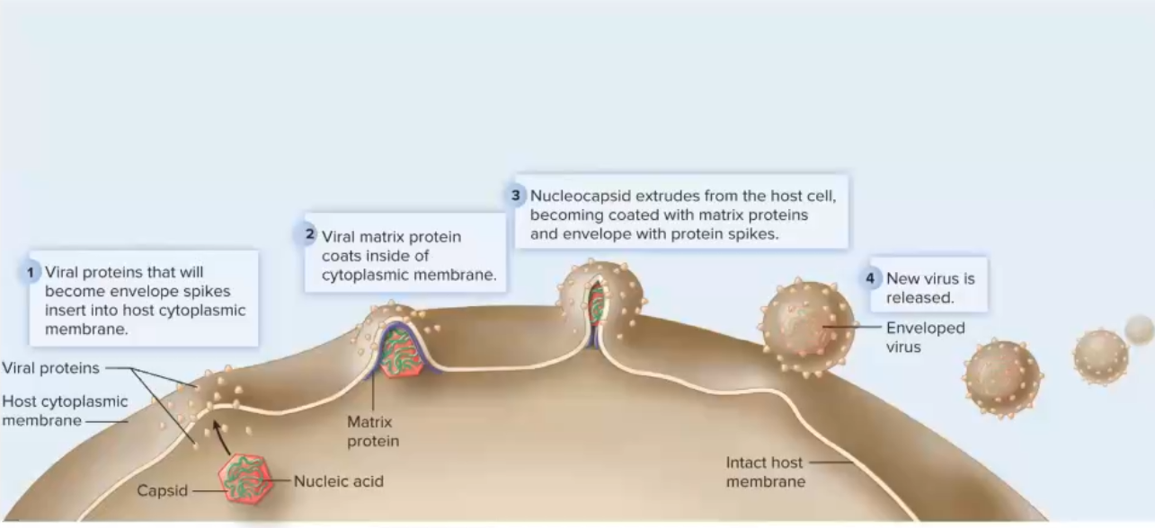 <p>1. Viral proteins that will become envelope spikes insert into hosts membrane</p><p>2. Viral matrix protein coats inside of host membrane</p><p>3. Nucleocapsid tries to bulge out of host cell becoming coated with matrix proteins and envelope with protein spikes</p><p>4. Virus is released</p><p>Used by enveloped viruses</p>