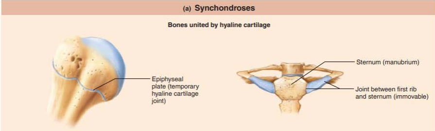 <p>a plate of hyaline cartilage that unites the bones</p><p>synarthrosis</p>