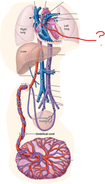 <p><em>Name this fetal structure </em></p><p>-flap like opening in the interatrial septum that receives shunted blood from right atrium into left atrium&nbsp;</p><p>-does this to avoid blood flow to lungs</p><p></p><p><em>Name the post natal structure:</em></p>