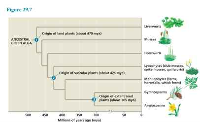 <p>lycophytes, monilophytes, gymnosperms and angiosperms</p>