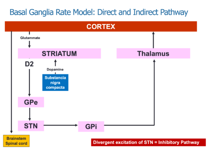 <p>The direct pathway promotes movement by inhibiting the GPi, resulting in thalamic excitation.</p><p>The indirect pathway inhibits movement through divergent excitation of the STN, which increases inhibition of the GPi.</p><p>Both pathways work together to regulate motor activity by modulating thalamic input to the cortex.</p>