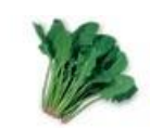 <p>what is the pigment for spinach? </p>