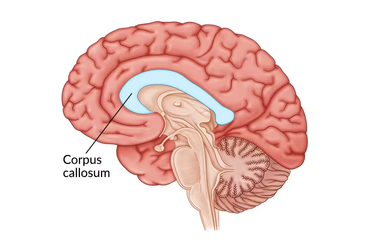 <p>What are the main features and functions of the cerebrum? (5)</p>