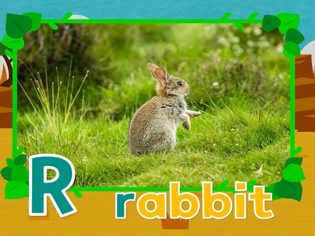 <p>rabbit</p>