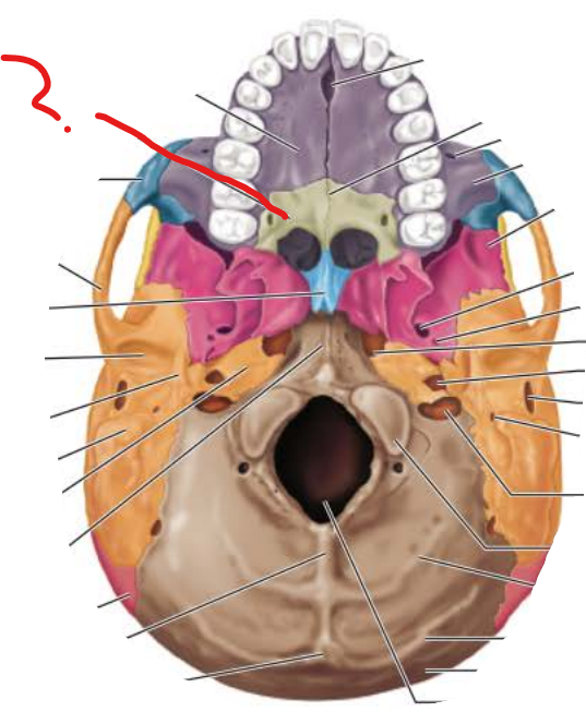 <p>Palatine Bone</p>