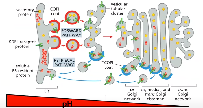 <p>At Golgi there is high affinity for KDEL , in ER there is low affinity for KDEL.</p><p>This is regulated by pH using a ATPase H+ pump. Lower pH it binds</p>