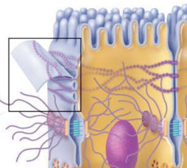 <p>What cell junction is this?</p>