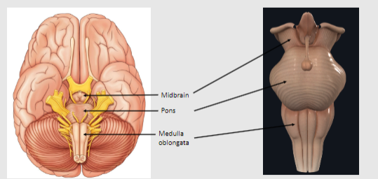 <p>Processes and relays information between the cerebrum and cerebellum</p><p>Contains reflex centres for respiratory and cardiovascular functions</p><p>Houses cranial nerve nuclei</p><p>Continuation into the spinal cord</p>