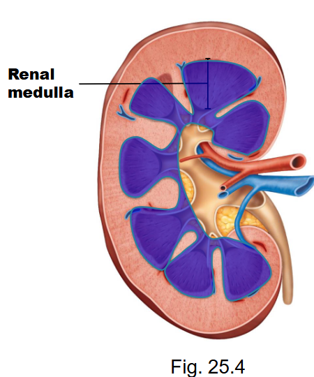 <p>o&nbsp;&nbsp; renal cortex (superficial layer)</p><p>o&nbsp;&nbsp; renal medulla</p><p>o&nbsp;&nbsp; renal pelvis</p>