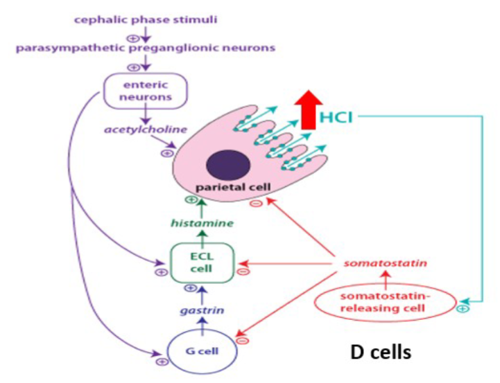 <p>♪ACh (acetylcholine) stimulates histamine release from ECL (enterochromaffin-like) cells</p><p>♪ACh acts directly on parietal cells, leading to HCl secretion</p><p>♪Gastrin stimulates histamine release from ECL cells and acts directly on parietal cells to induce HCl secretion</p>