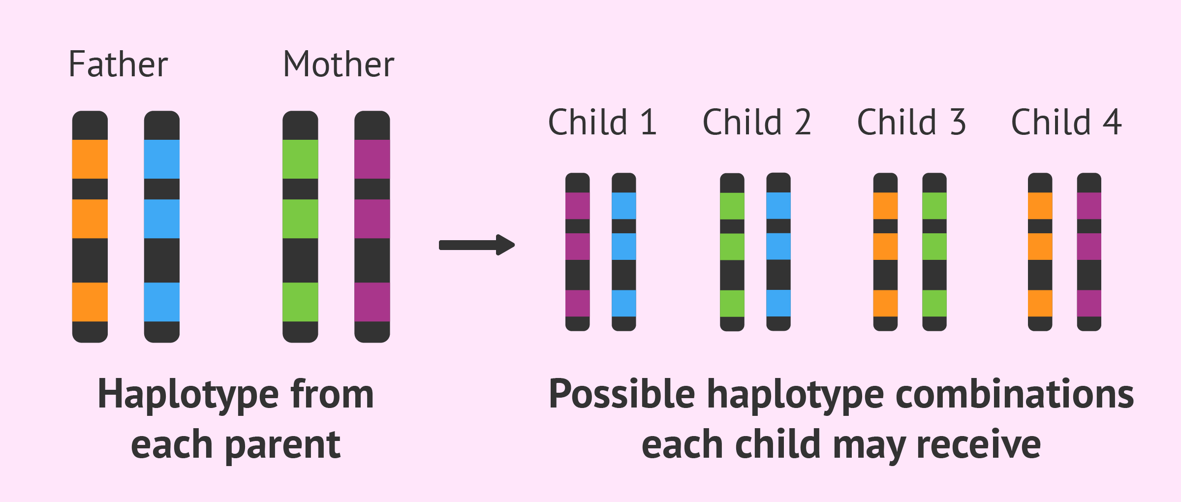 <p>Haplotypes are combinations of alleles at multiple loci that are inherited together from a single parent.</p><p>They are used in pedigree analysis to track the inheritance of genetic traits and help identify genetic markers associated with diseases.</p>