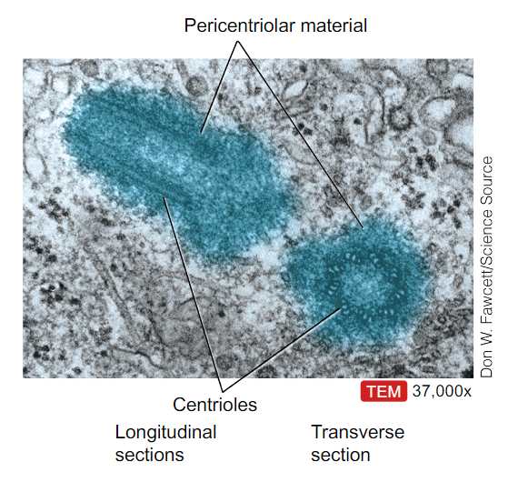 <p>- They consist of a pair of centrioles and the pericentriolar matrix</p><p>- Are organizing centers for microtubules (spindle apparatus for cell division and organizing cytoskeleton)</p>