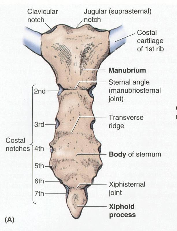 <p>bony landmarks of the sternum: body</p>