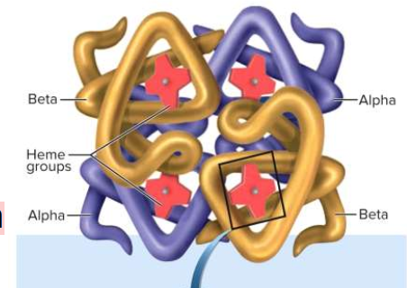 <p>globin - protein</p><p>iron with heme pigments - 4</p>