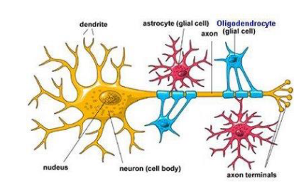 <p>&nbsp; carry impulses away from cell body</p>