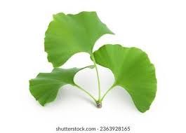 <p><em>Ginko biloba</em></p><p><em>Simple/Alternate</em></p>