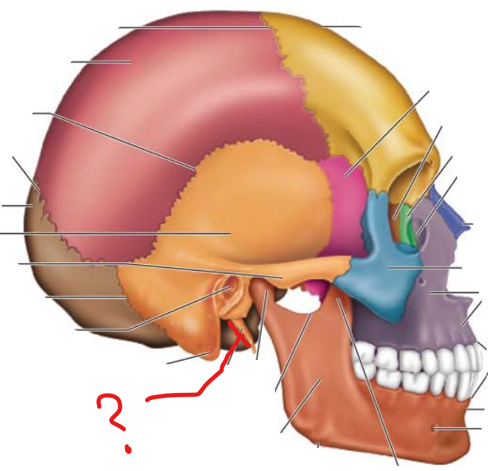 <p>Styloid Process</p>