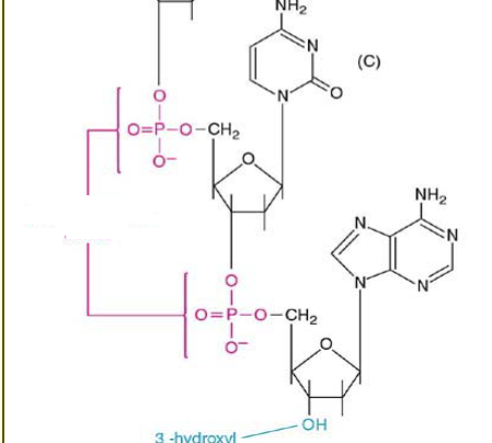 <p>Name this bond</p>