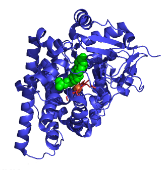 <p>What enzyme does CRH upregulate in the adrenal cortex? (1)</p>