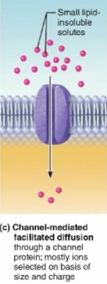 <p><span class="tt-bg-blue">(passive movement no ATP)</span></p><p><strong>Enzyme does not change shape</strong> and is<strong> always open</strong>, but only allows ions based on <strong>size</strong> and <strong>charge</strong></p>