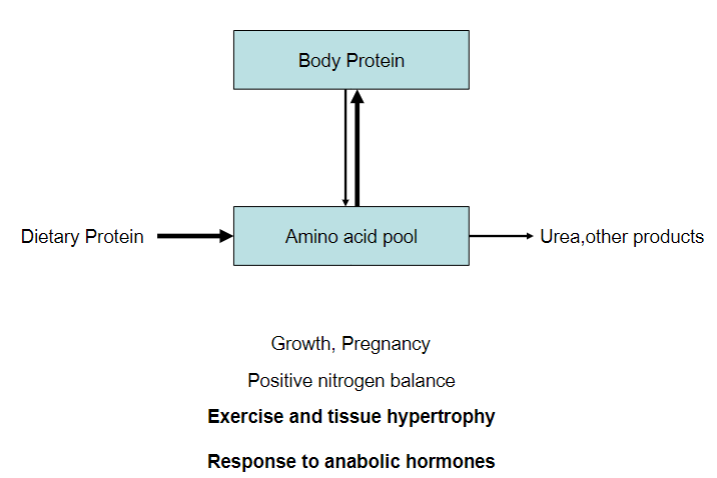 <p>Increase of body protein</p>