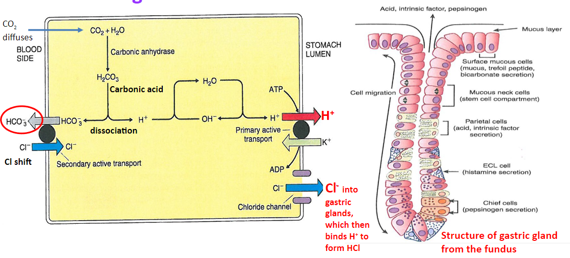 <p>♪ HCO3- is exchanged for Cl- in the blood, leading to a decrease in the acidity of venous blood from the stomach</p><p>♪ Excess Cl- diffuses into the stomach through chloride channels, while H+ is pumped out into the stomach lumen by K+/H+-ATPase pumps</p><p>♪ The net effect is the secretion of HCl into the stomach lumen, contributing to the stomach's acidic environment</p>