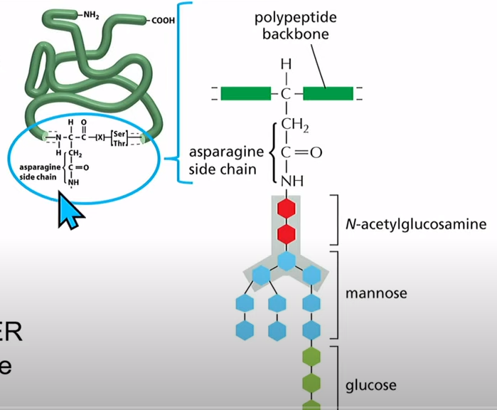 <p>O-Linked - adding sugar to oxygen, oxygen is on side chain (10%)</p><p>N-Linked - adding sugar to nitrogen, nitrogen on asparagine (Asn) side chain (90%)</p>