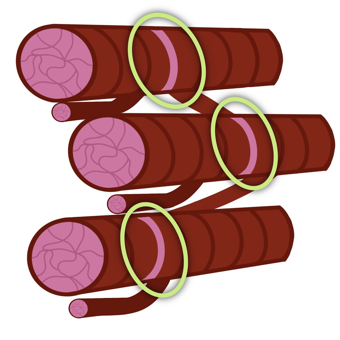 <p><span class="tt-bg-green">Relays signals</span> between neighboring cells and help <span class="tt-bg-green">synchronize contractions</span></p>