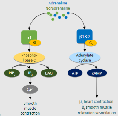 <p><strong>Binding</strong>: Adrenaline binds to β1 adrenoceptors.</p><p><strong>Activation</strong>: β1 adrenoceptor activation causes conformational changes.</p><p><strong>G-protein Coupling</strong>: Activated receptor interacts with Gs protein.</p><p><strong>cAMP Production</strong>: Gs protein stimulates adenylyl cyclase.</p><p><strong>Intracellular Signaling</strong>: Adenylyl cyclase produces cAMP, activating PKA.</p><p><strong>Cardiac Effects</strong>: Increased contractility, heart rate, and conduction velocity.</p><p><strong>Vascular Effects</strong>: Some vasodilation in select vascular beds.</p>