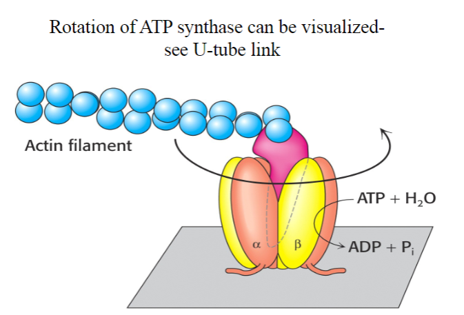 <p>How many active sited does Rotary ATP Synthase have? What activates it?</p>