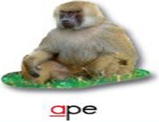 ape