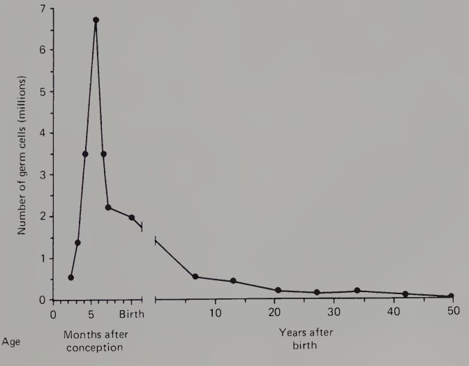 <p>In the human female, <strong>intense mitotic activity </strong>between the <u>second and fifth months</u> of pregnancy brings the population of <strong><em>oogonia</em></strong> from a few thousand to about 7 million. </p><p></p><p>The number of oogonia then falls sharply, mainly because of <strong>atresia</strong> (natural degeneration), and by the seventh month most of the oogonia have entered the prophase of their first meiotic division, becoming <strong>primary oocytes</strong>. </p>