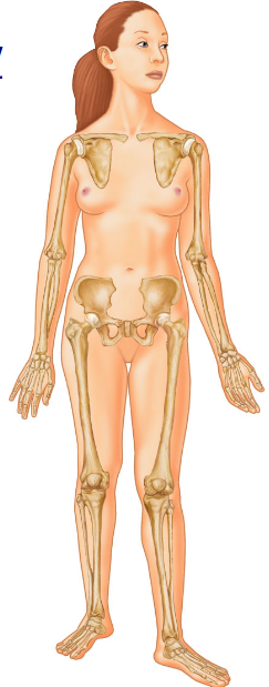 <p>What skeletal division is this?</p>