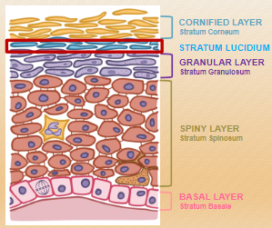 <p><strong>Cornified layer (Stratum Corneum)</strong></p><p><strong>Stratum Lucidum</strong> (only present in thick skin, e.g., palms and soles)</p><p><strong>Granular layer (Stratum Granulosum)</strong></p><p><strong>Spiny layer (Stratum Spinosum)</strong></p><p><strong>Basal layer (Stratum Basale) --------------------------------------------------------------------------------------------------------------"Come, Let's Get Sun Burned"</strong></p><p><strong>C</strong>ome = <strong>C</strong>orneum (Cornified layer)</p><p><strong>L</strong>et's = <strong>L</strong>ucidum (only in thick skin)</p><p><strong>G</strong>et = <strong>G</strong>ranulosum (Granular layer)</p><p><strong>S</strong>un = <strong>S</strong>pinosum (Spiny layer)</p><p><strong>B</strong>urned = <strong>B</strong>asale (Basal layer)</p>