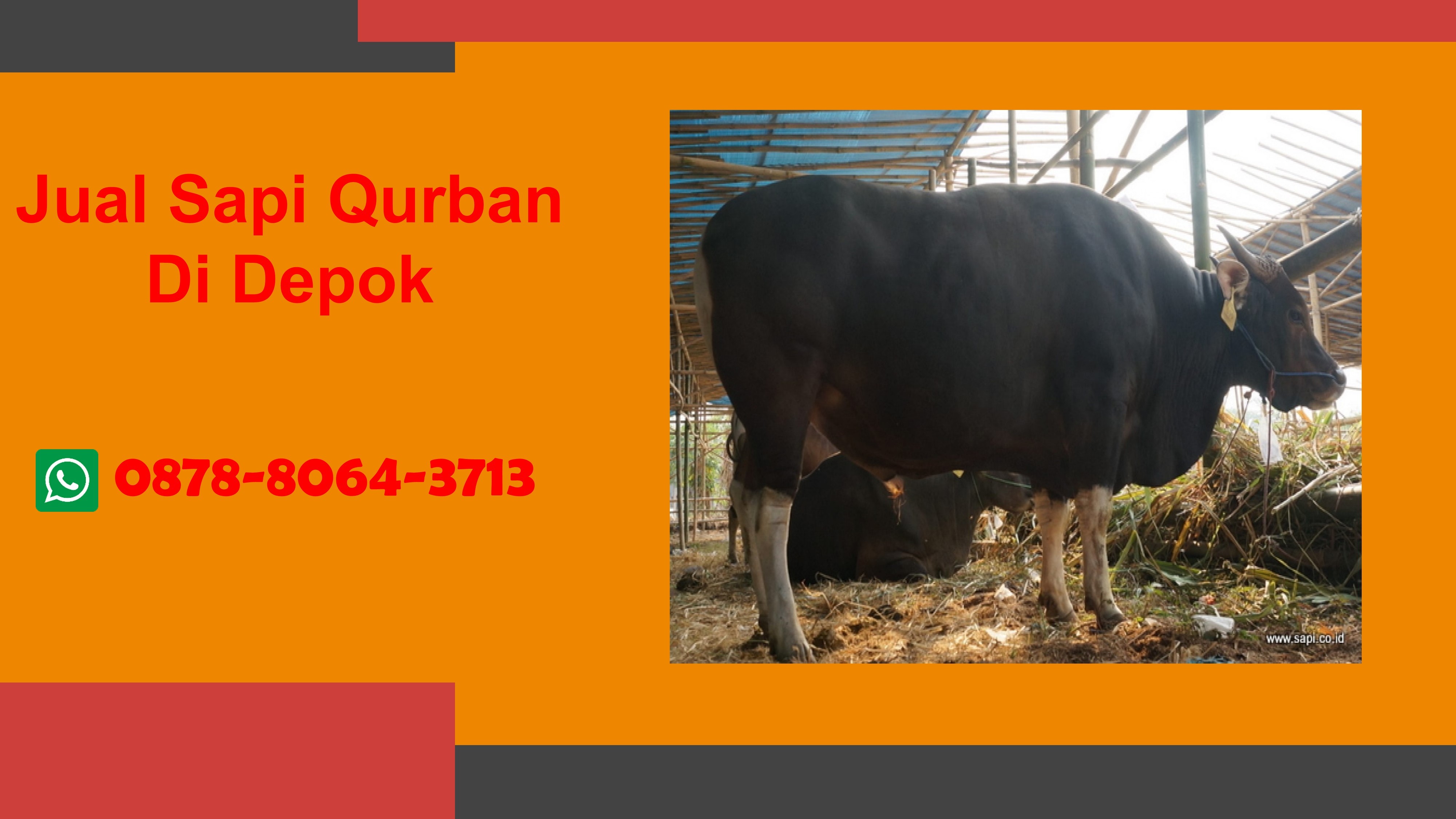 WA 0878-8064-3713, Tempat Pedagang Sapi Qurban Pangkalan Jati  Baru Kota Depok
