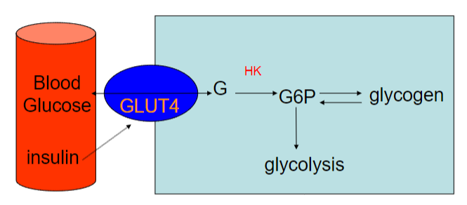 <p>• Glucose uptake by Glut-4 is insulin-dependent• Glucose is converted into G6P by hexokinase (Km 0.1mM for glucose)• Low free [glucose] in cell• Glucose is mobilised from glycogen in exercise• Glycolysis of the G6P is a rapid source of ATP</p>