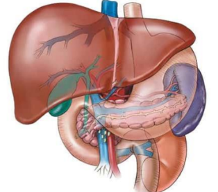 <p>-Liver</p><p>-Gallbladder</p><p>-Pancreas</p>