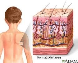 Consists of the skin, mucous membranes, hair, and nail, largest organ of the human body.